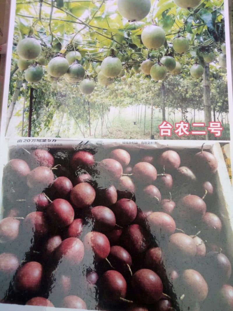 百香果苗10~20cm