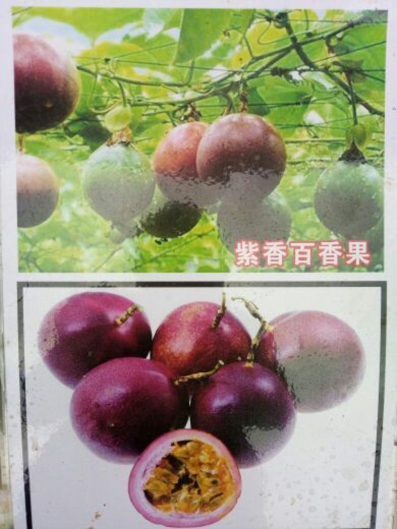 百香果苗10~20cm