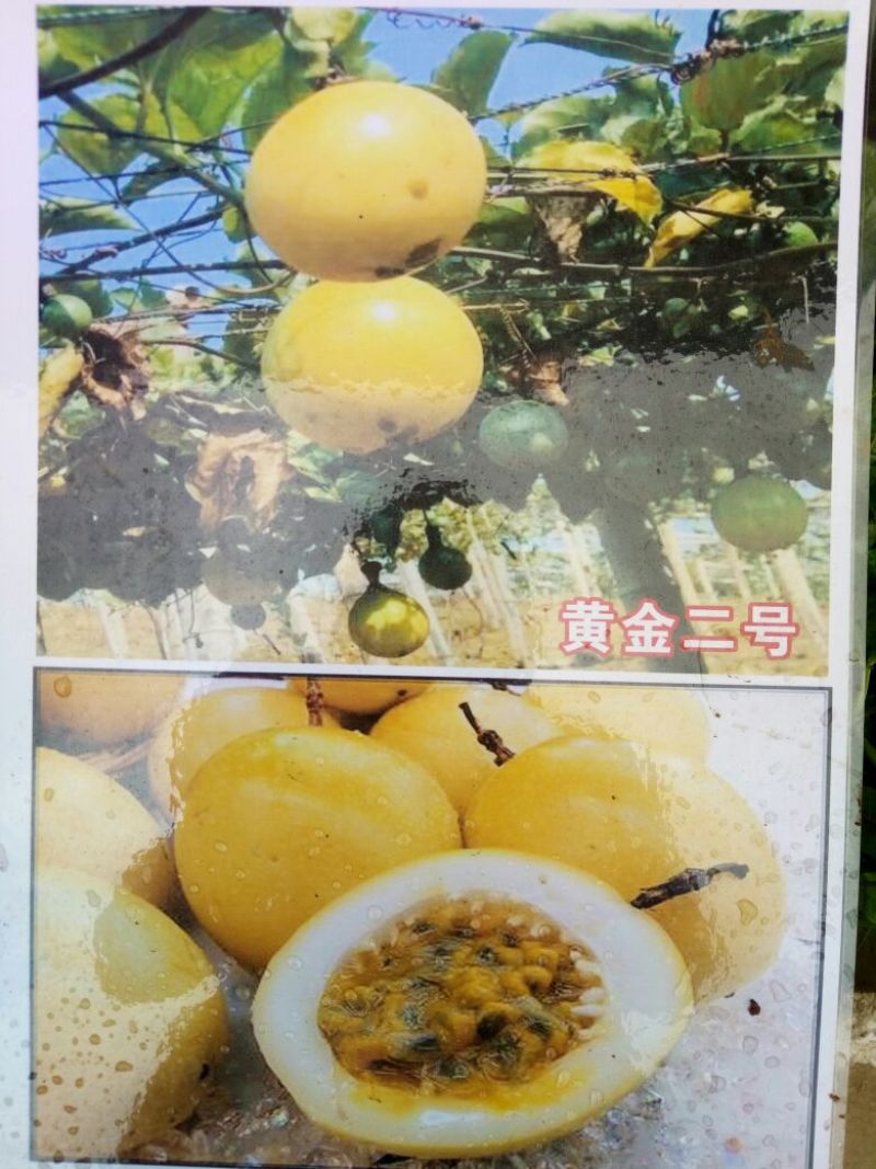百香果苗10~20cm