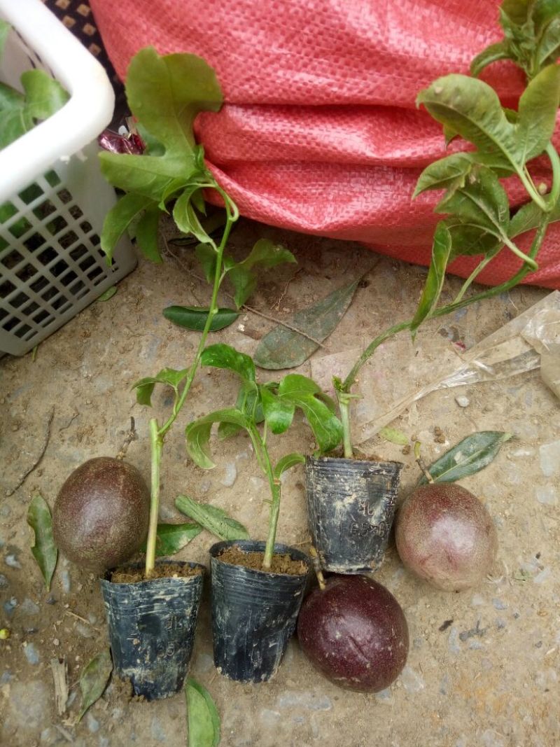 百香果苗10~20cm