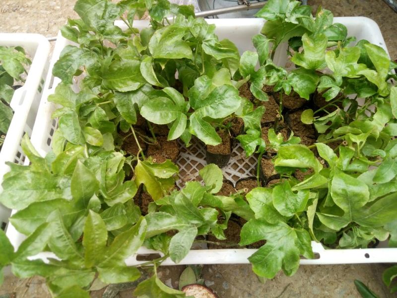 百香果苗10~20cm
