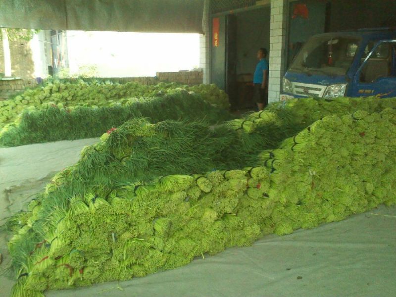 【杂交蒜薹】精品蒜薹产地直销质优价廉对接商超欢迎订购！