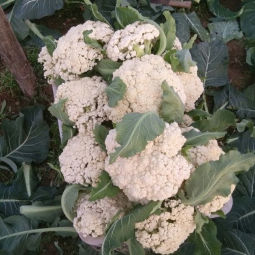 白面青梗松花菜紧密乳白2斤