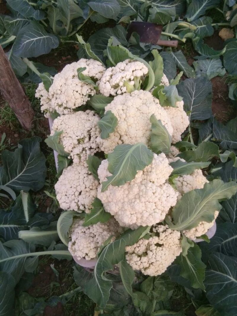 白面青梗松花菜紧密乳白2斤