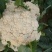 白面青梗松花菜紧密乳白2斤