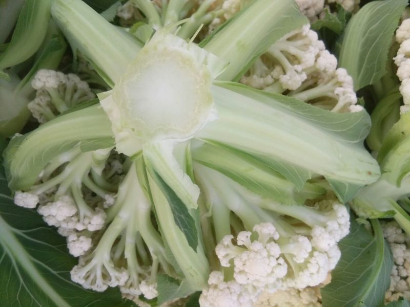 白面青梗松花菜紧密乳白2斤