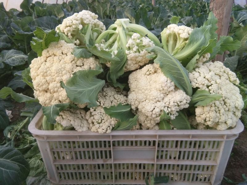 白面青梗松花菜紧密乳白2斤