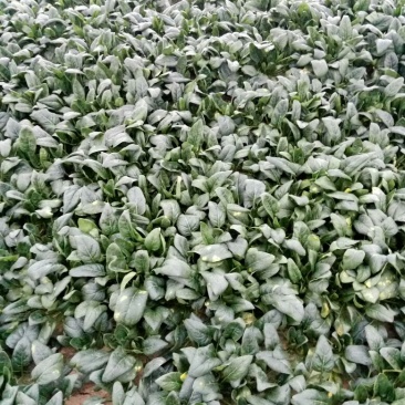 越冬菠菜20~25厘米