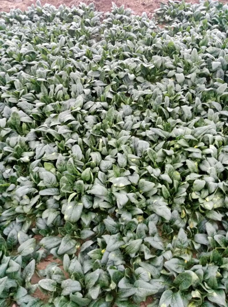 越冬菠菜20~25厘米