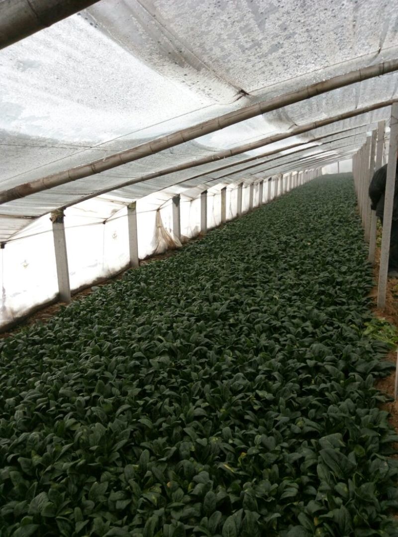 越冬菠菜20~25厘米