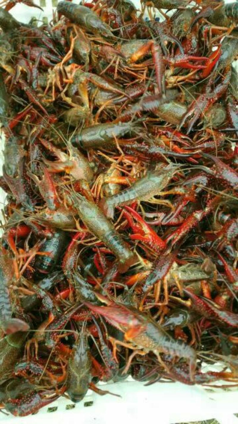 小龙虾食用活虾6~8钱