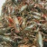 小龙虾食用活虾6~8钱