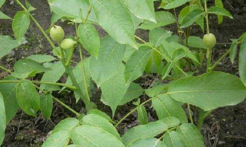 薄皮核桃接穗2~3年50~100cm