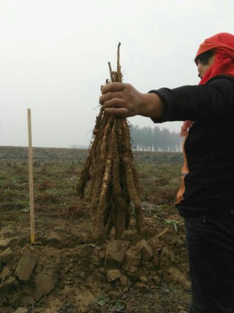 铁棍山药种苗