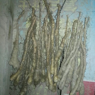 铁棍山药种苗