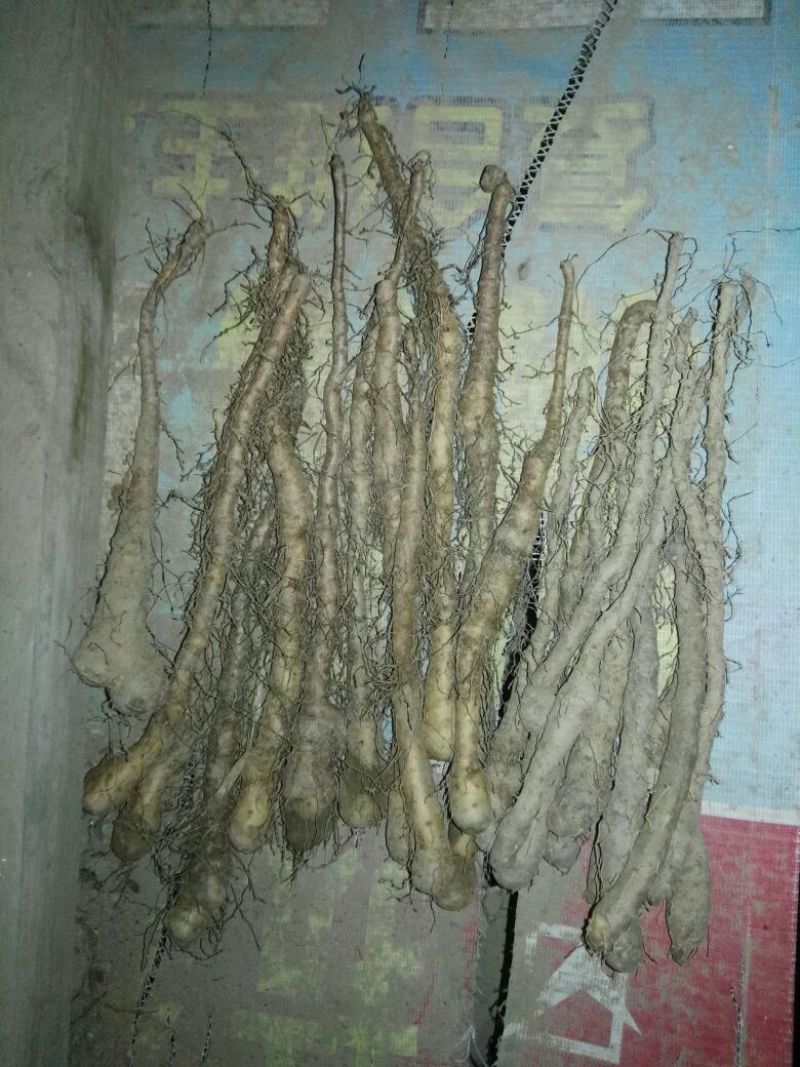 铁棍山药种苗