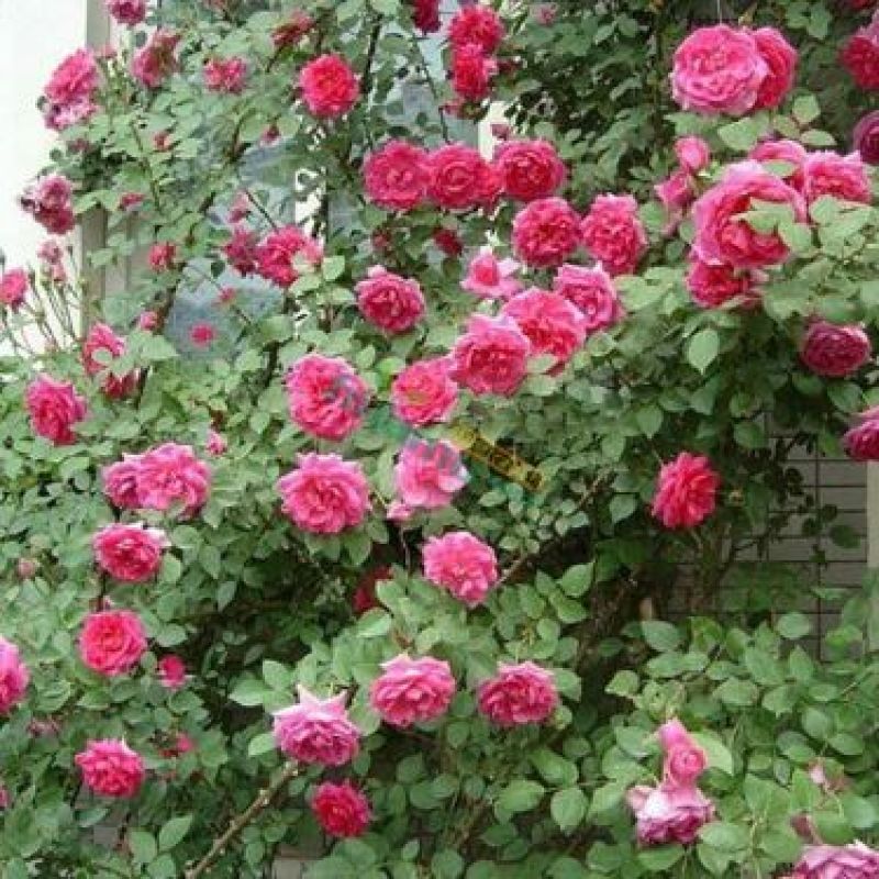 蔷薇花四季爬藤蔷薇花苗大蔷薇苗，蔷薇小苗，蔷薇大苗