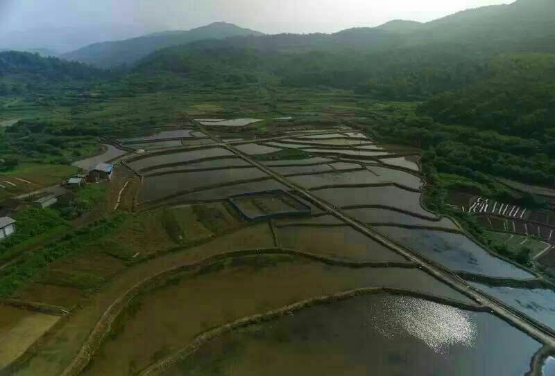 中华圆田螺作种鲜活