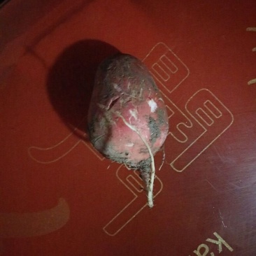 红皮萝卜0.2~1斤起