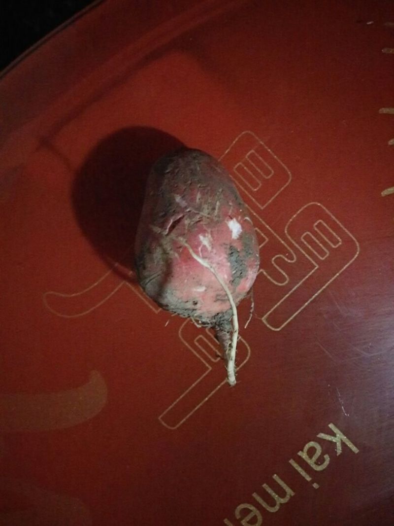 红皮萝卜0.2~1斤起