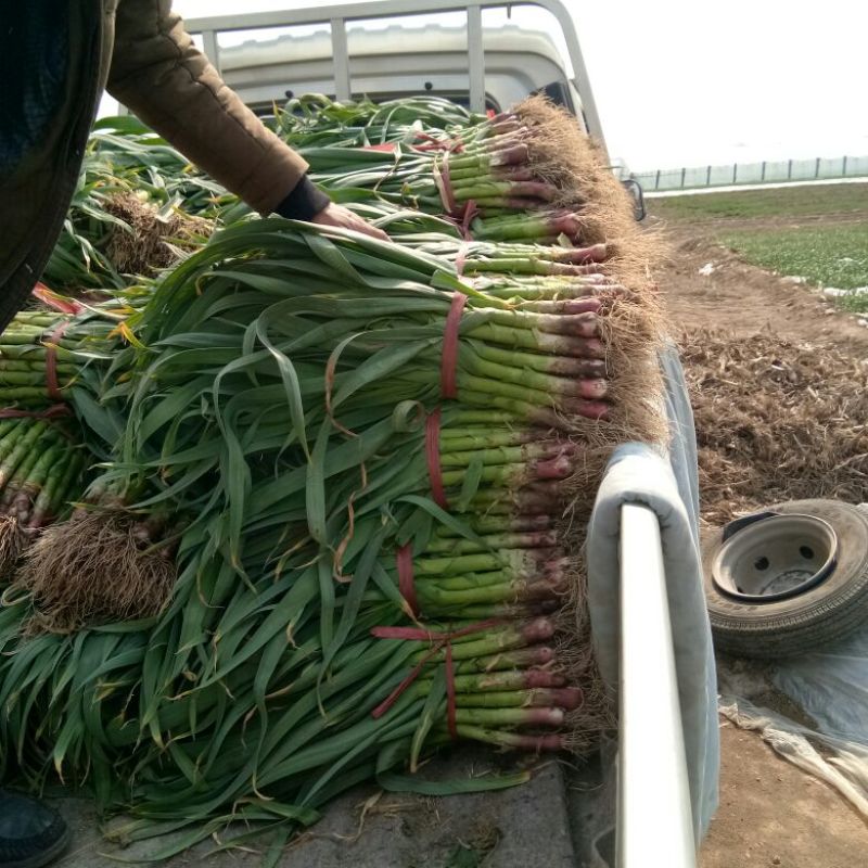 红根蒜苗50~60cm
