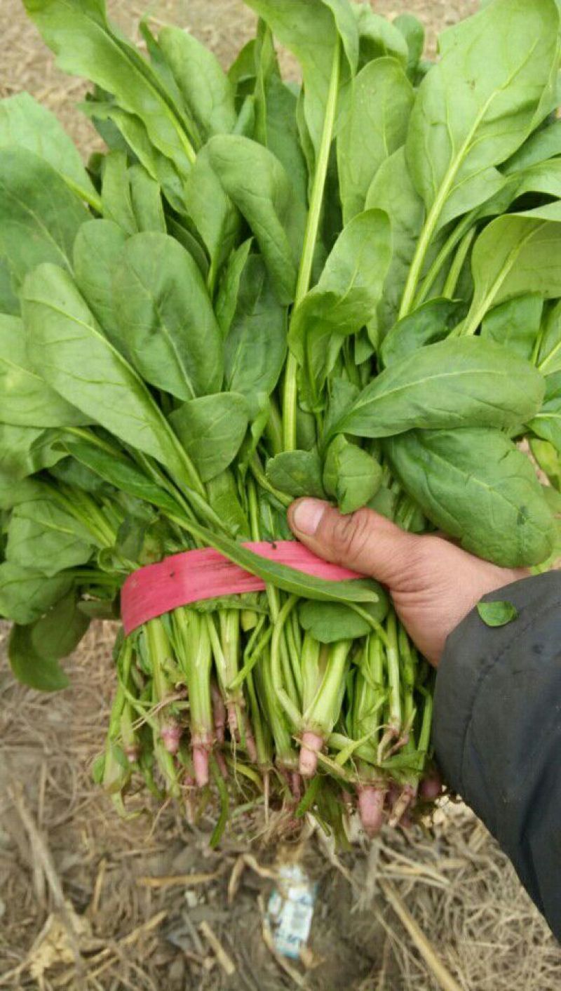 高杆菠菜30~35厘米