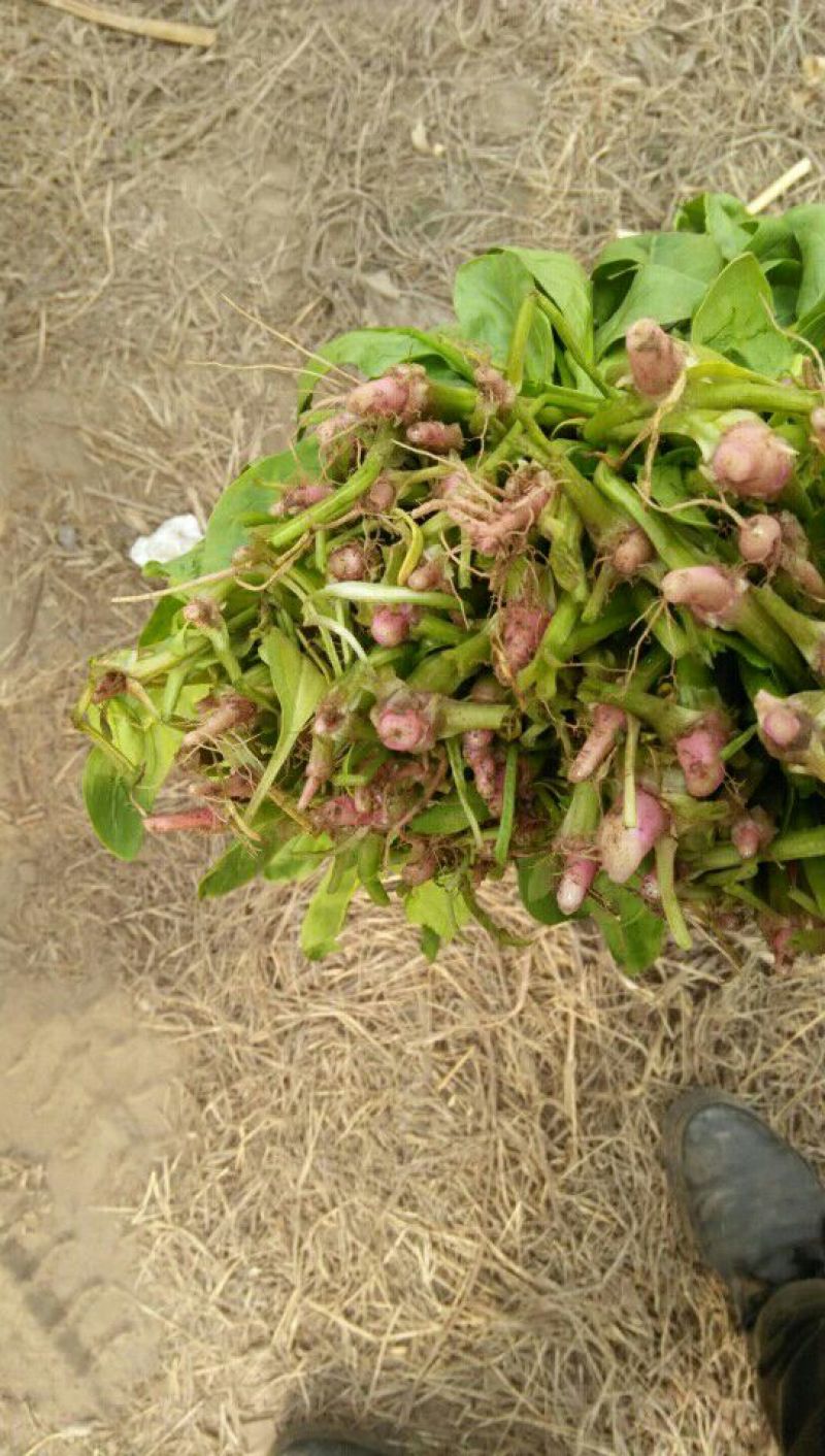 高杆菠菜30~35厘米