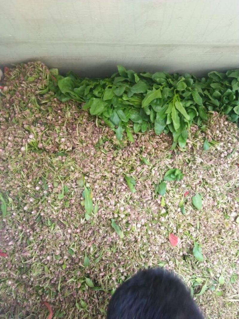高杆菠菜30~35厘米