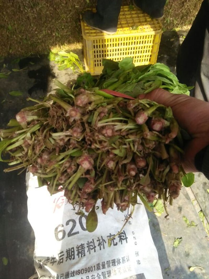 高杆菠菜30~35厘米