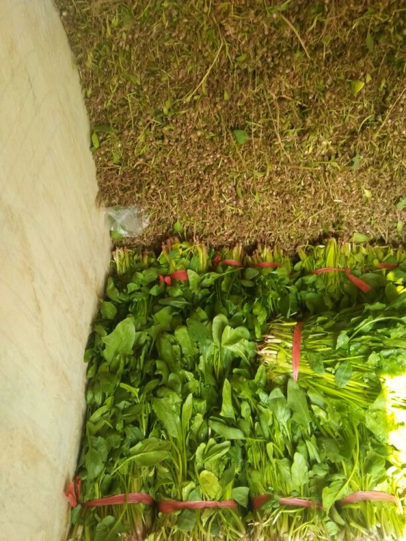 高杆菠菜30~35厘米