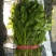 高杆菠菜30~35厘米