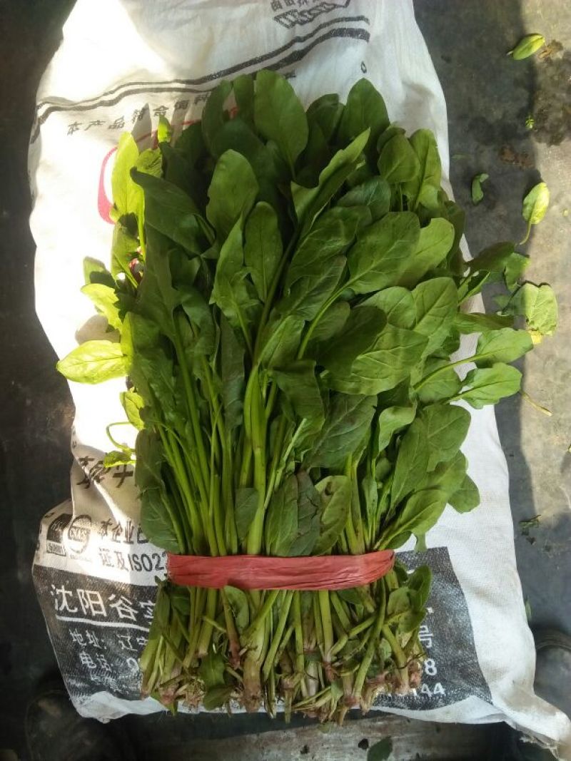 高杆菠菜30~35厘米