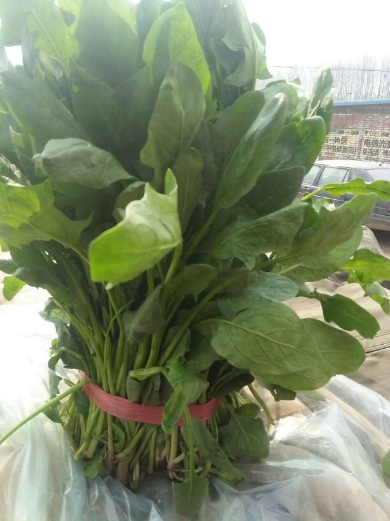 高杆菠菜30~35厘米
