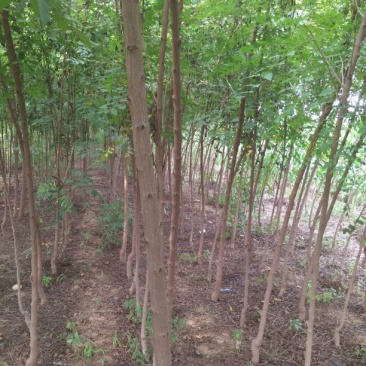 北京栾6~8cm4~6cm2.5~3米
