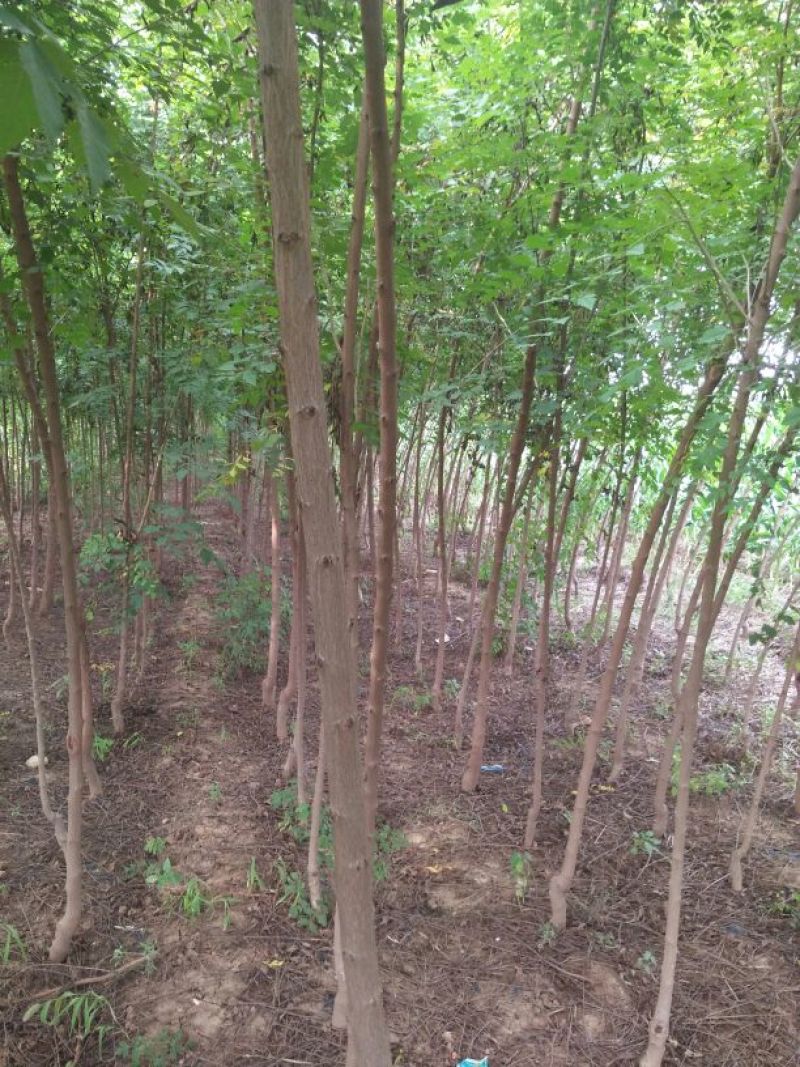 北京栾6~8cm4~6cm2.5~3米
