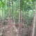 北京栾6~8cm4~6cm2.5~3米