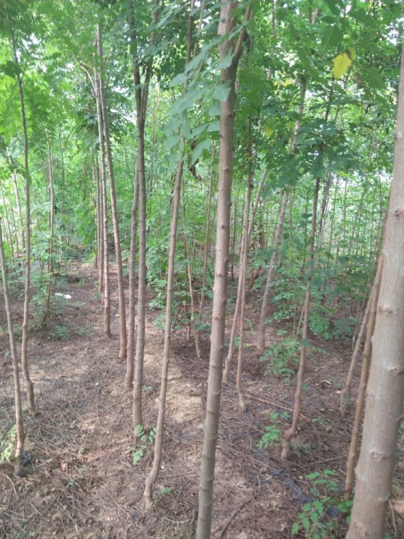 北京栾6~8cm4~6cm2.5~3米