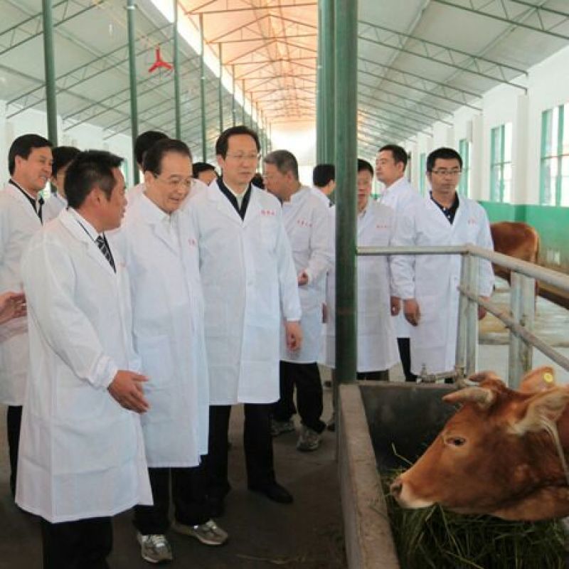 利木赞牛犊100~200kg