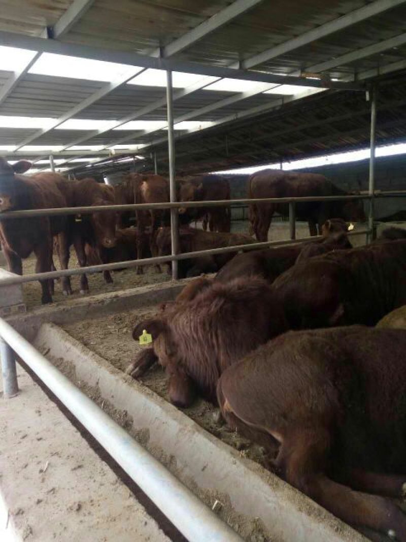 利木赞牛犊100~200kg