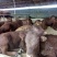利木赞牛犊100~200kg