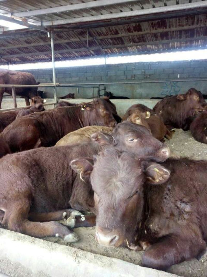 利木赞牛犊100~200kg