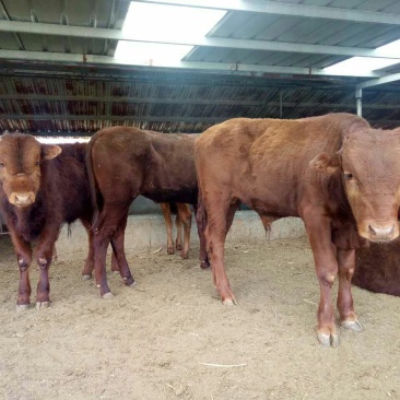 利木赞牛犊100~200kg