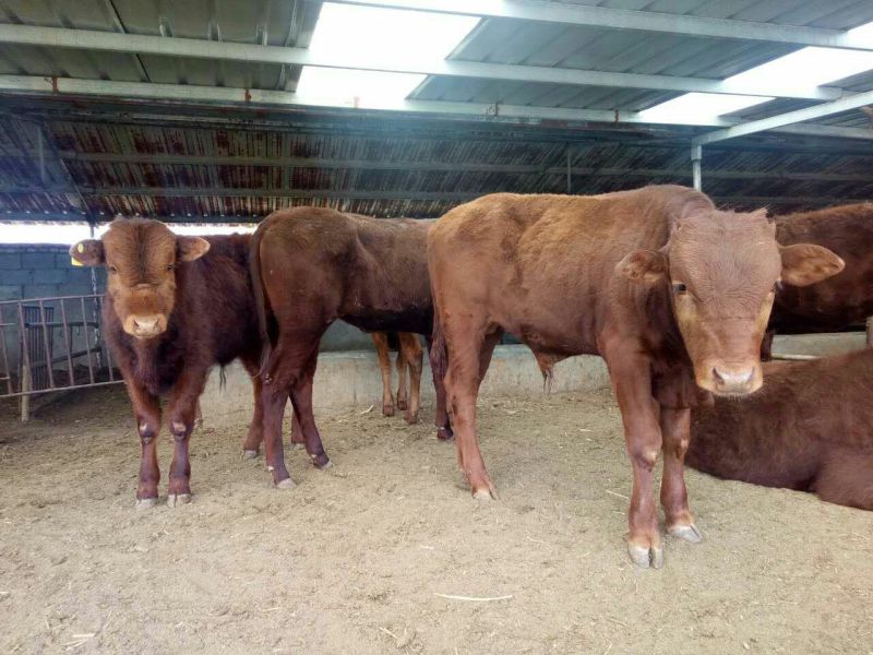 利木赞牛犊100~200kg