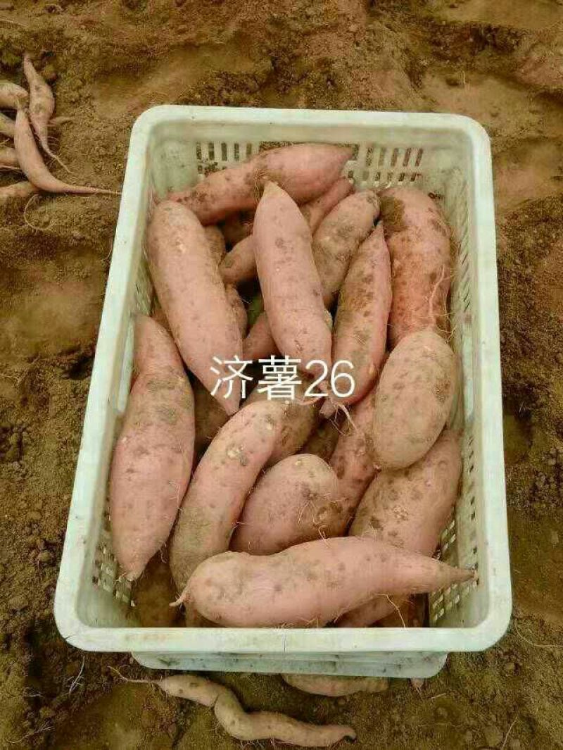 烟薯紫薯济薯供应货源充足质量有保障代办一切手续