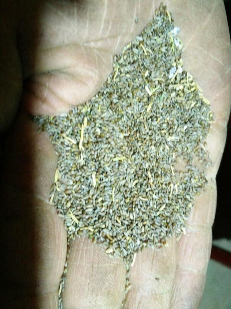 沙蒿籽产地货源可以加工精选野生