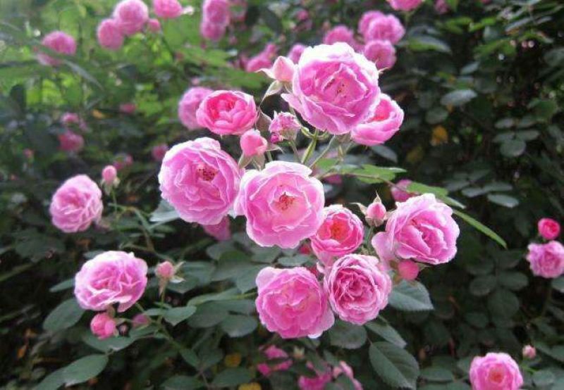蔷薇花苗藤本月季爬藤蔷薇庭院植物盆栽四季开花耐寒耐热