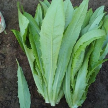 油麦菜30~35厘米以上