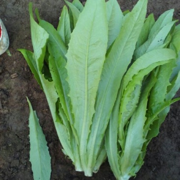 油麦菜30~35厘米以上