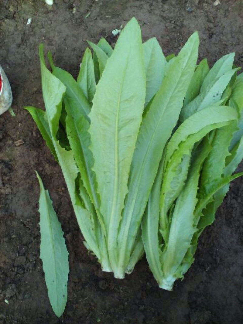 油麦菜30~35厘米以上