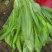 油麦菜30~35厘米以上